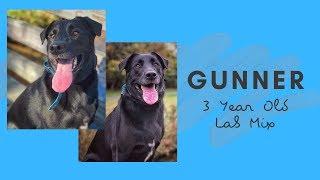 Best Lab Mix Trainers in Allentown ||| 3 Year Old Labrador Retriever Mix, Gunner