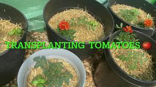 VLOG| Transplanting Tomatoes | Container garden update|