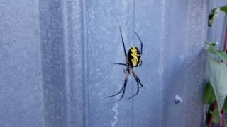 Yellow Garden spider shaking its web