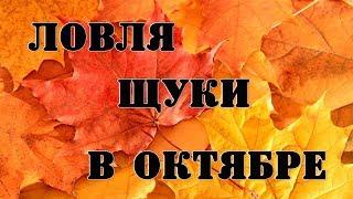 ЛОВЛЯ ЩУКИ В ОКТЯБРЕ!!!