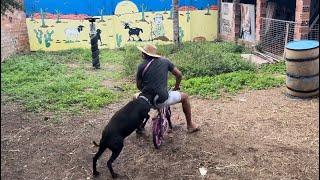 ELE TENTOU ANDAR DE BICICLETA NO QUINTAL 