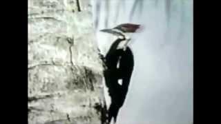 Classic Sesame Street - Woodpecker