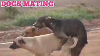 DOGS MATING | ANJING KAWIN