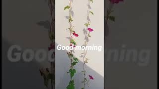 Good morning, #happymorning #goodmorning #subhabakher #viral #shortsvideo #short