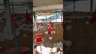 Days 15 | #poultryfarming#minivlog #vlogs #farming #youtubeshorts