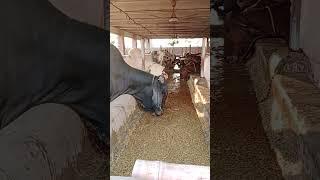 Usman Akbar #trending #bull #animalfarming #celebration #cattlesfarms #youtubeshorts