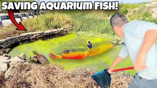 I Found AQUARIUM FISH In Flood DITCH!