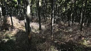 津市美杉町のミツマタ群生地を2025年3月中旬に訪問した様子