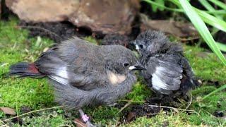 You found a baby bird, now what ?! What to feed a baby bird and more ! 