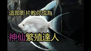 神仙魚繁殖必看! 小魚從孵化到長大! | 水族系列