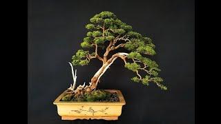 Bonsai Cucur Atap / Baeckea Frutescens