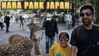 Nara Park Travel Guide: Japan’s Hidden Gem with Wild Deer