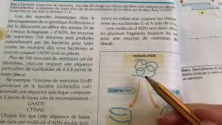 Restriction enzyme 2
