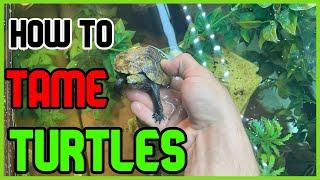 How To Tame Turtles