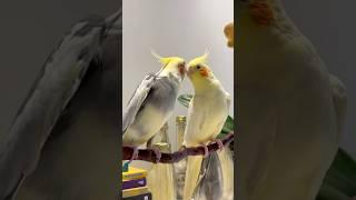 Um psita apaixonado cantando! #shorts #birds #parrot #birdsinging #cockatielsinging