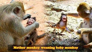 The baby monkey refused to be weaned, so the mother monkey taught the baby monkey a lesson