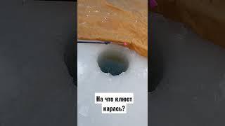 Как поймать карася зимой?