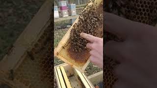 Over wintered honey bees in 5 frame medium nuc in Illinois