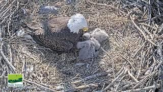 Bald Eagle - Duke Farms Eagle Cam 10.03.2025 16:45