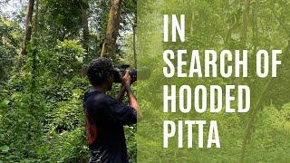 Lifers from Bibhutibhusan wildlife Sanctuary | Birds of India | Birdwatching vlog