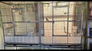 Pawhut Double Flight Cage With Divider Review - Zebra finches and Owl finches