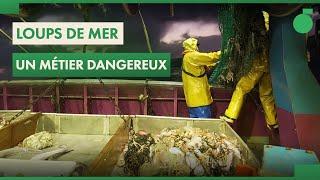 Loups de mer : la disparition des marins pêcheurs