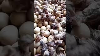 মুরগী