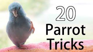 20 Fun Parrot Tricks