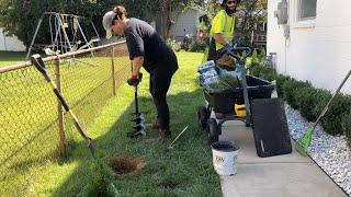 Planting an Emerald Green Arborvitae Hedge / Dirt and Dish