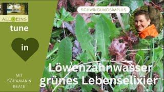 Löwenzahnwasser * grünes Lebenselixier