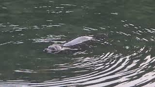 Seals at Browns Bay Resort