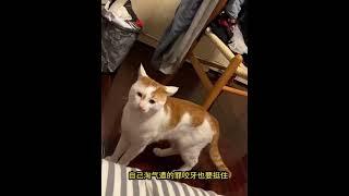 Pawsome Moments #23 #shorts  #catfunnyvideo #catlover