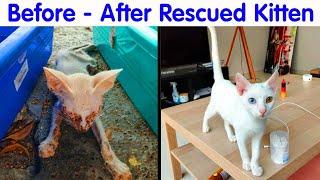 Cats Who Got A Second Chance At Life And Their Amazing Transformations - cute cat