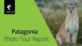 Patagonia Wildlife Photography Tour Report I Toehold