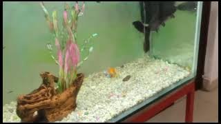 fish aquarium in new types 