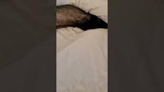 why he always do this for sleep #shorts #yputubeshorts#youtubeshort#comedy#ferret#love#frettchen