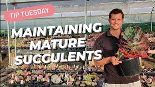 MAINTAINING MATURE SUCCULENTS