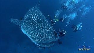 Whale Sharks | SHARK ACADEMY