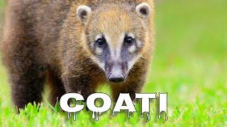 Coati sounds