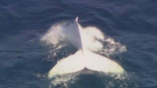 Albino humpback whale spotted off Australian Gold Coast