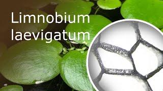 Limnobium Laevigatum Under a Microscope: Leaf and Root