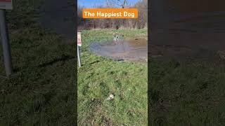 Happiest Dog #Dog #puppy #Dalmatian #animals #animals #park #cuteanimals #funnyanimals