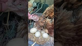 Amazing hen harvesting eggs