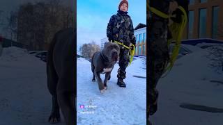 Варвара из дома Бультазавров #домбультазавров   #bultasaurshome #dombultazavrov #dog