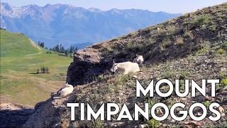 Hiking the Mount Timpanogos Trail via Aspen Grove | Wasatch Peak Bagging | Best Hikes in Utah