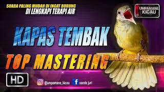 kapas tembak || TOP MASTERING MURAI BATU