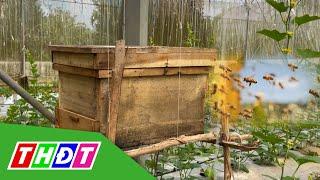 Dùng ong mật thụ phấn cho dưa lưới | THDT