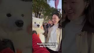 People Love my Samoyed in his BackPack!