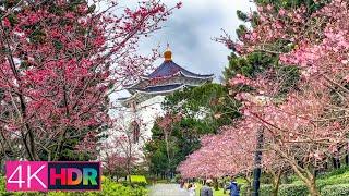 C.K.S Memorial Hall Cherry Blossom Festival, Taipei, Taiwan｜4K HDR【台北中正區】市區櫻花秘境-中正紀念堂