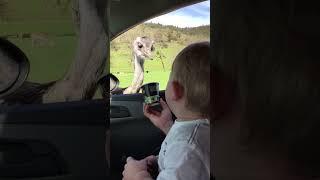 Baby Can't Stop Laughing At Ostrich Eating Food